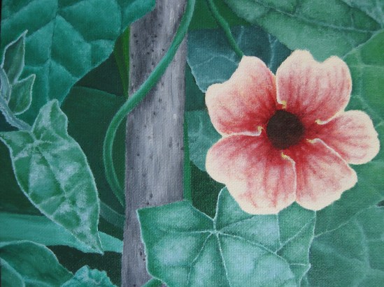 Black-Eyed Susan Vine (oil)