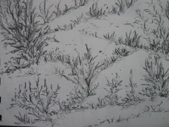 Cement Crack Weeds (pencil)