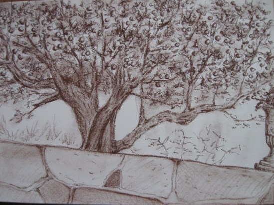 Apple Tree (conte)