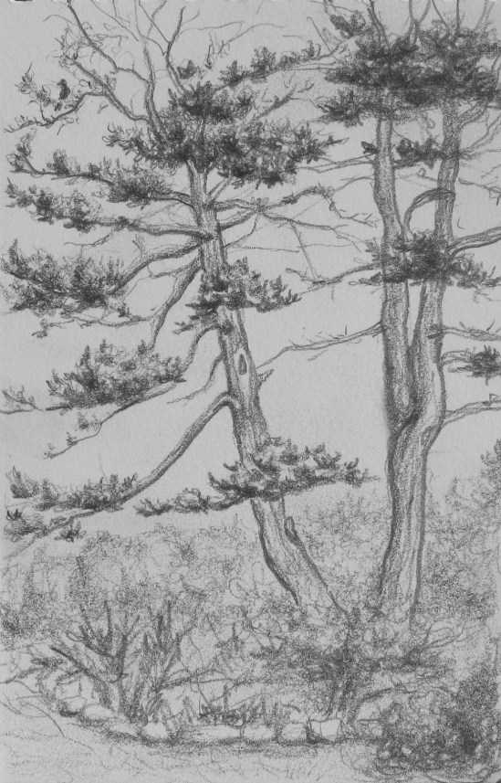 Shapley Road Front Yard (6B pencil, 4" x 6")